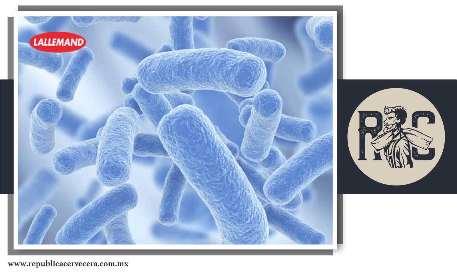 Bacterias en la Cerveza ¿Qué son y para qué sirven?