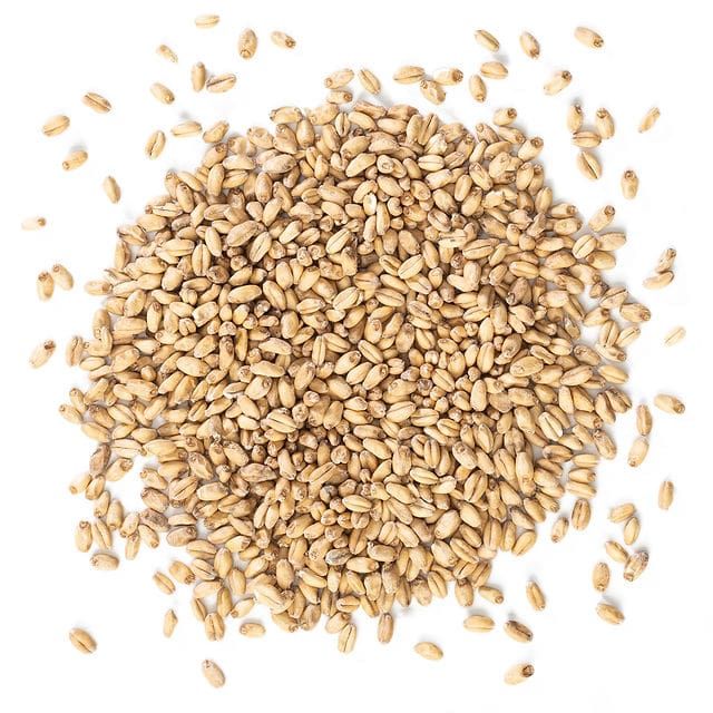 Malteurop Wheat
